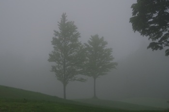 鰺ヶ沢高原 霧の中の樹木