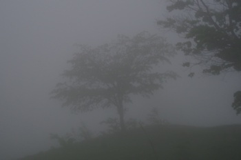 鰺ヶ沢高原 霧の中の樹木