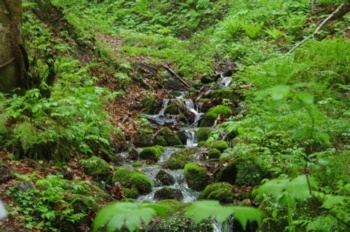 白神山地 ブナ林散策路 沢