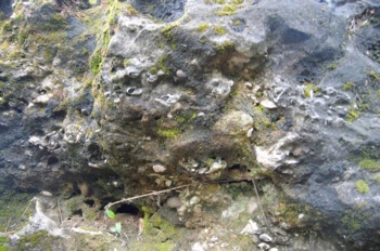種子島田代化石