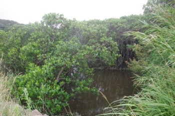 種子島 マングローブ メヒルギ