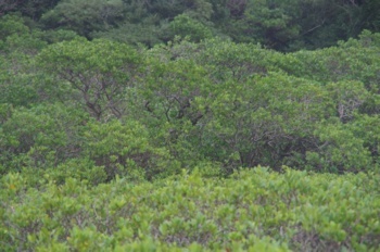 種子島 阿嶽川マングローブ林