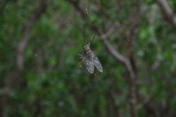 種子島 阿嶽川マングローブ林蜘蛛の巣とセミ