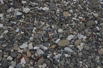 種子島 犬城海岸 浜の石