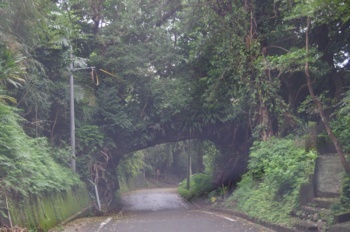 種子島 安城 アコウのトンネル