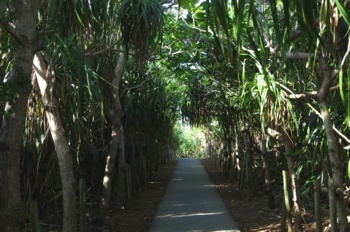 下地島 通り池遊歩道