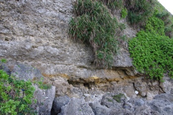 伊良部島 サバウツガー横の崖