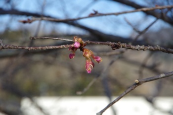函南町畑毛柿沢川 桜