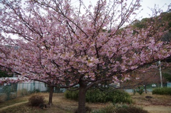 i伊東小室桜