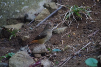 i伊東市汐吹公園 ジョウビタキ