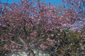 伊豆 桜