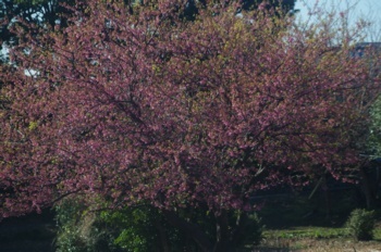 伊豆 桜