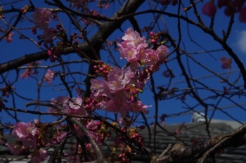 河津町 河津桜原木