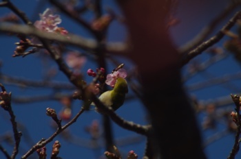 河津町 河津桜とメジロ