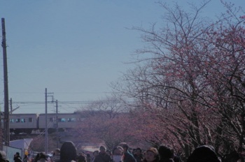 河津町 河津桜と伊豆急