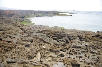 徳之島 千間海岸群体サンゴ