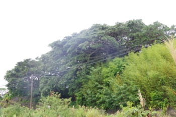 徳之島 阿権 ガジュマル