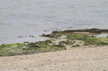 徳之島 喜念浜海浜公園 ダイゼン