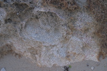 徳之島 与名間海浜公園石灰岩