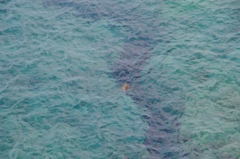 沖永良部島 半崎ウミガメ