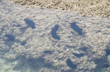 沖永良部島 屋子母海岸 ナマコ