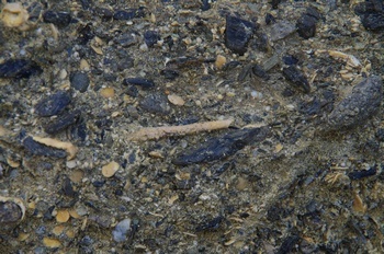 沖永良部島 沖泊海浜公園 大型有孔虫化石