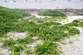 沖永良部島 国頭崎 ハマユウ