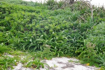 沖永良部島 国頭崎 ハマユウ