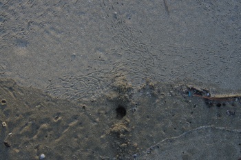 上甑島 西浜カニの巣穴