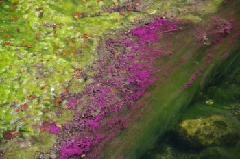 上甑島 貝池 藻