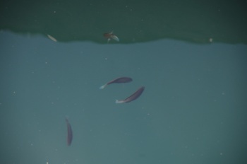 上甑島 西浜漁港 グレ