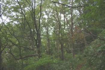 大山 擬宝珠山 遊歩道
