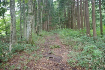 大山滝 尾根道