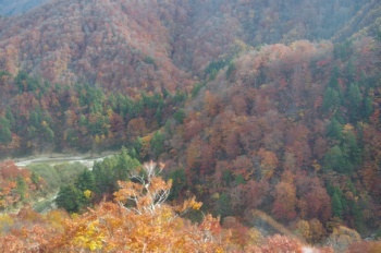 湯沢町ドラゴンドラ 斜面の木