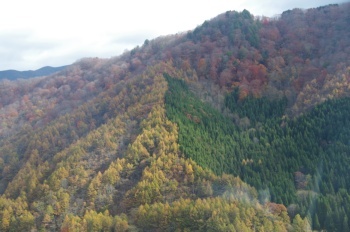 湯沢町 ドラゴンドラ 山の斜面の紅葉