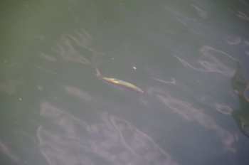 魚沼市 奥只見湖 ウグイ