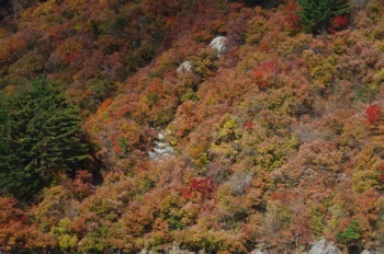 魚沼市 奥只見湖紅葉