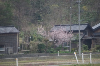 西山ＩＣ 桜