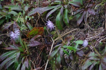 大崎雪割草の里 ショウジョウバカマ