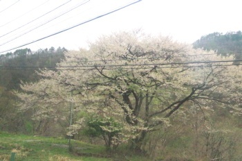 木曽町三岳 サクラ