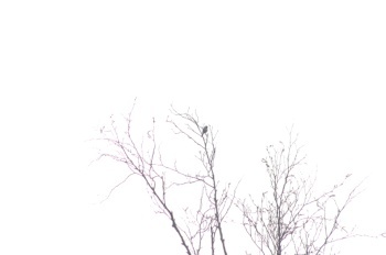 木曽町御岳温泉 コガラ