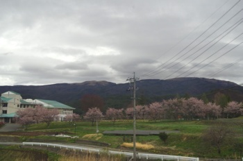茅野市 サクラ