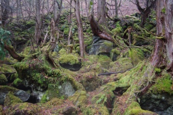 茅野市蓼科温泉 コケ