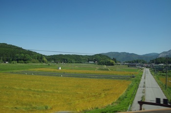 近江八幡 麦畑