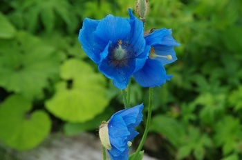五竜高山植物園 ヒマラヤの青いケシ