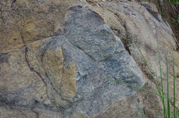五竜高山植物園 蛇紋岩