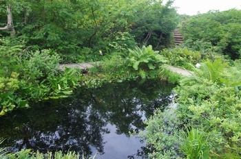 五竜高山植物園 地蔵の沼