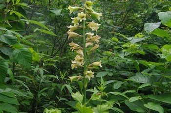 小谷村 栂の森 オオウバユリ