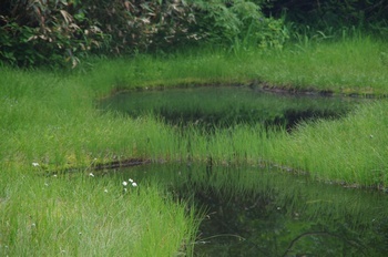 小谷村栂池自然園ワタスゲ湿原