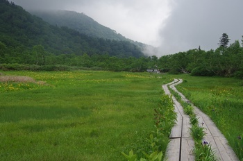 小谷村栂池自然園ワタスゲ湿原